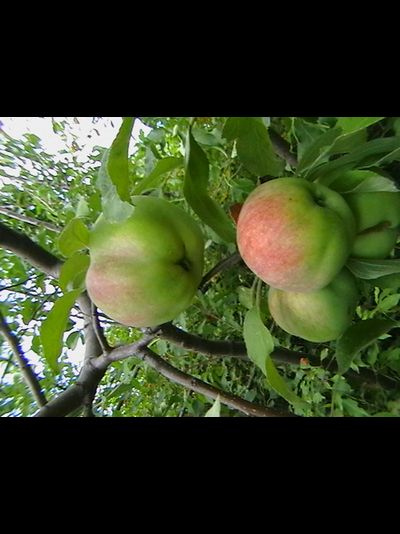 Талида (яблоня)