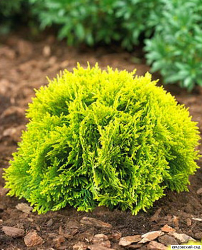 Туя Мирьям - Mirjam