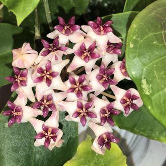 Hoya 'Patricia' (H. darwinii × H. elliptica)