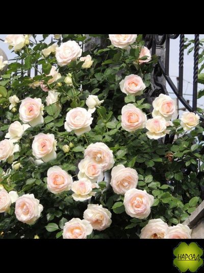 РОЗА ПЛЕТИСТАЯ "ПАЛЕ РОЯЛЬ" (PALAIS ROYAL)