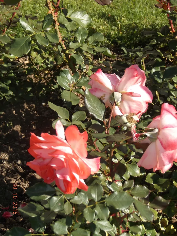 Наталья Муравская (флорибунда). Селекция НБС