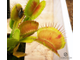 Dionaea muscipula Patches