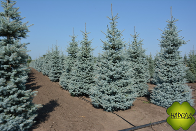 Ель колючая "БЛЮ ДАЙМОНД" (саженец 0,9 см)