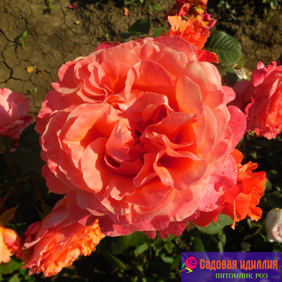 Этруска (Etrusca)