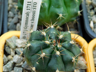 Gymnocalycium damsii ssp.evae v.boosii STO 1711 (D=30-35мм)