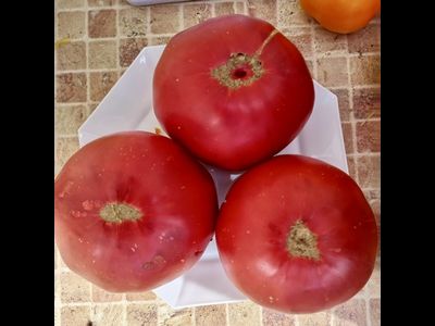 Томат Тидвелл немецкий (Tidwell German)