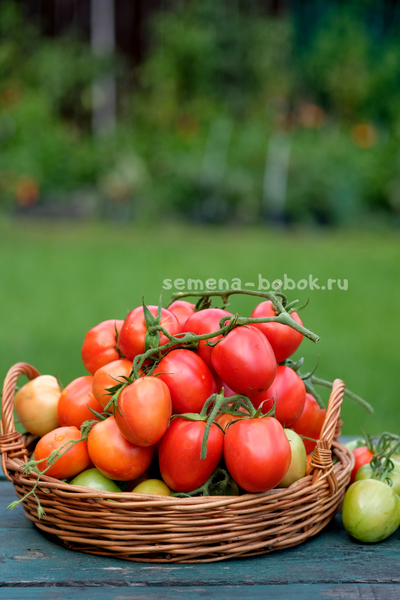Томат Царица Полей, 10 шт