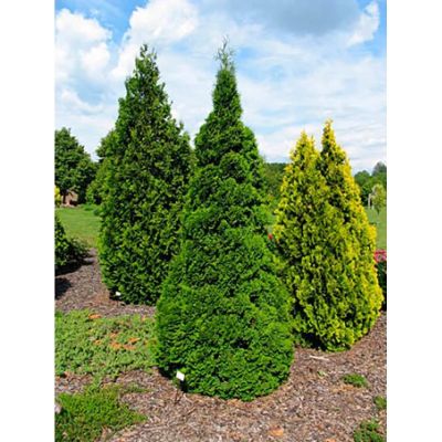 Туя западная Холмструп (Holmstrup), 2,0 л