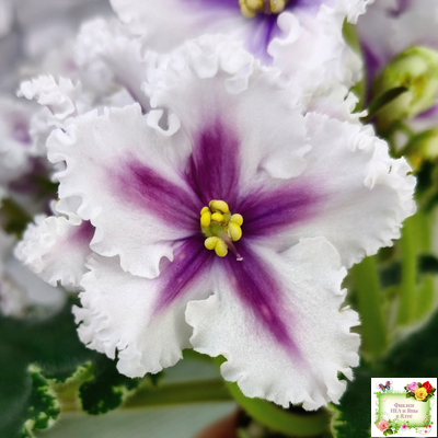 МТ-Сладкая Фантазия химерный спорт