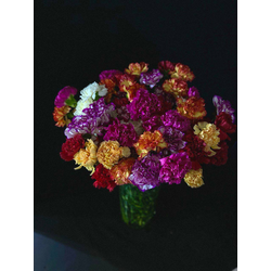 Гвоздика 51 шт