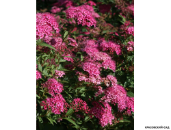 Спирея  японская Антони Ватеррери