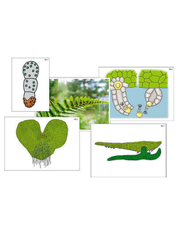 Модель-аппликация "Размножение папоротника" (ламинированная)