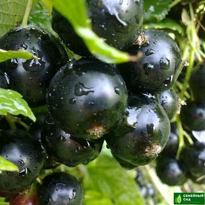 Смородина черная "Добрыня"