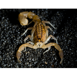 Hottentotta trilineatus