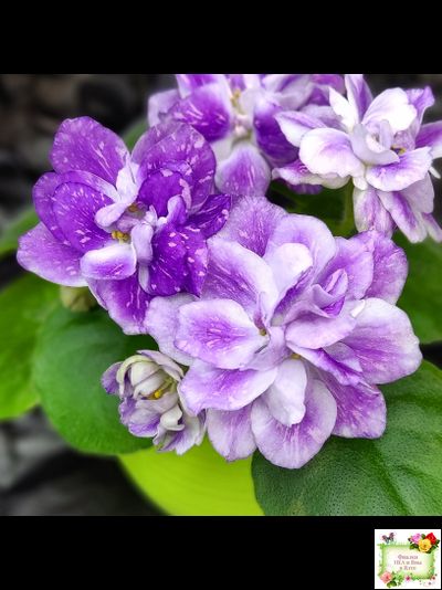 АВ-В Краю Единорогов (Фиалковод) 2020 г.