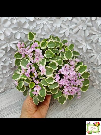 Жемчужный Восторг (Д. Глушакова) листовая химера (пасынок сорт посажен 20.10.25)