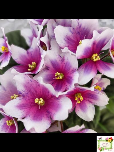 Dn-Райська Насолода (Д.Денисенко) химера (стартер сорт)