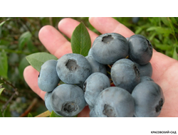 Голубика Блуэтта - Bluetta