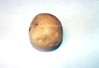 Сорт картофеля Бриз