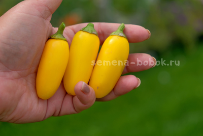Перец острый Jalapeno NuMex Lemon Spice (Халапеньо Ньюмекс Лимон Спайс), 10 шт