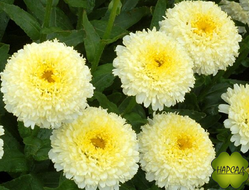 НИВЯНИК (РОМАШКА) ЛУНА