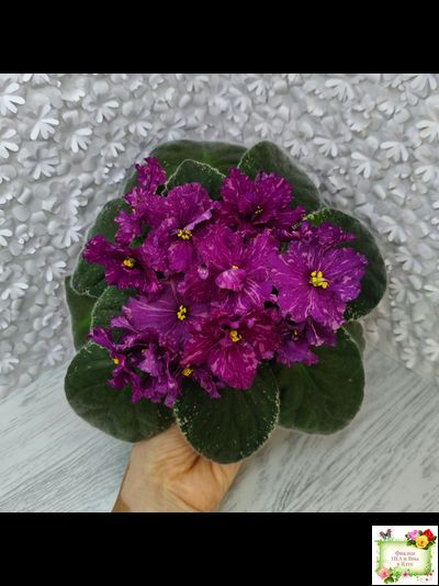 РМ-Финикийская Принцесса (Н. Скорнякова) 2023 г.