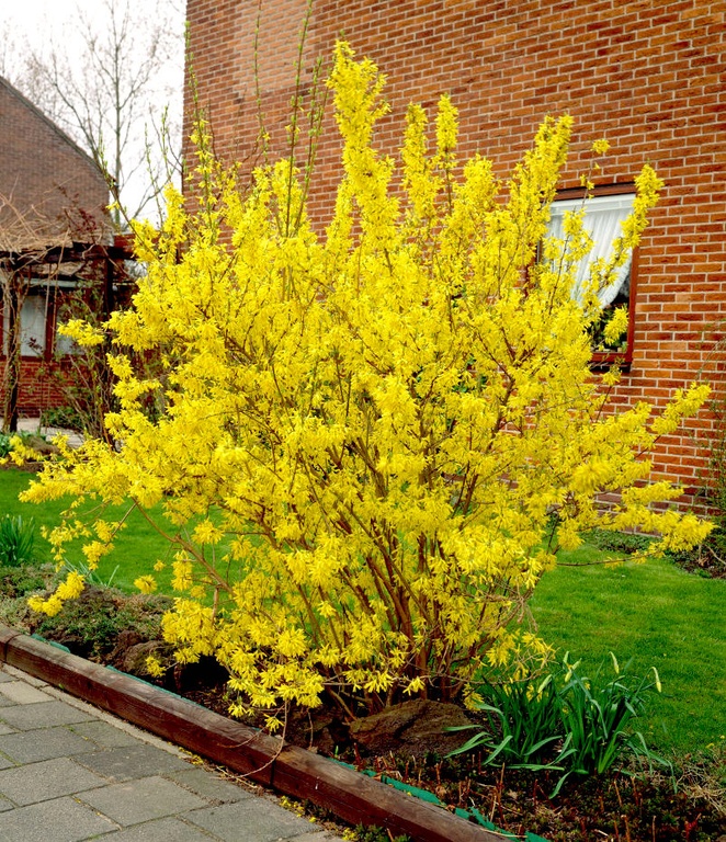 ФОРЗИЦИЯ - Форзиция промежуточная Lynwood