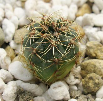 Gymnocalycium erinaceum VG 727