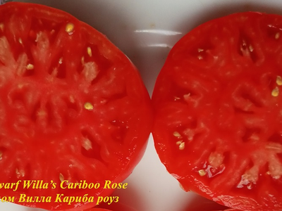 Томат Роза Виллы Карибу (Dwarf Willa’s Cariboo Rose)
