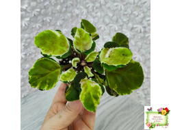 СФ-Томная Жозефина (С. Фатеева) листовая химера