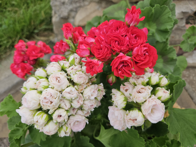 Пеларгония ЮГ-Айседора Дункан