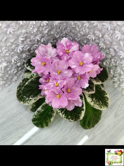 Rivermist Beguiling (J. Baker) (10971) 04/13/2018