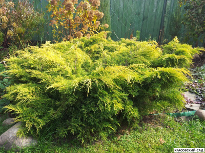 Можжевельник Голд Киссен