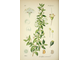 Мирт (Myrtus communis), листья (10 мл) - 100% натуральное эфирное масло
