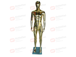 M88G Манекен мужской демонстрационный, глянец+золото