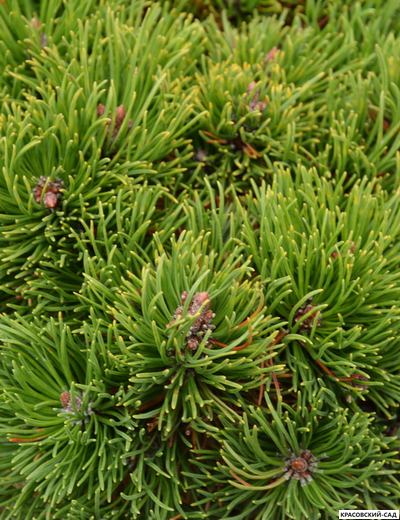 Сосна горная Петерле - Peterle