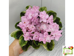 РС-Утренний Пляж (С. Репкина) 2020 г. (клакамас с кроновой пестролистностью)