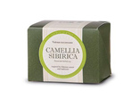 Camellia Sibirica (Камелия сибирика) с курильским чаем