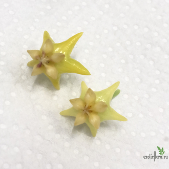 Hoya Platicaulis yellow flowers