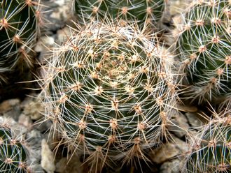 Echinopsis hybrid `Tears of Competitor` x `Ayacucho` ex Wessner (D=30mm)