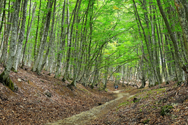 Треккинг тур "Тайными горными тропами Крыма"