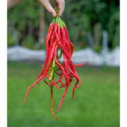 Перец острый Thunder Mountain Longhorn (Тандер Мунтан Лонгхорн), 10 шт