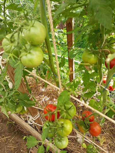 Томат Совершенство Ливингстона (Livingston's Perfection)