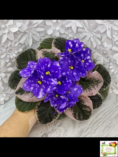 Rivermist Heavenly (J. Baker) (лист с детками укоренённый)