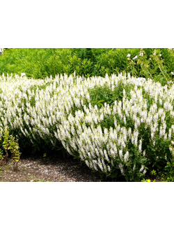 Сальвия (Шалфей)