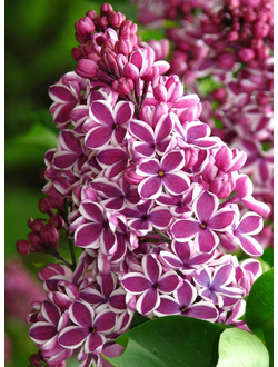 Сирень Сенсация (Sensation), С3,20-40