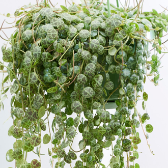 Пеперомия стелющаяся, Peperomia prostrata, ампельное растение