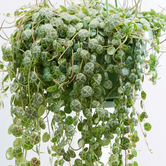 Peperomia prostrata - Пеперомия стелющаяся, Пеперомия плавленая