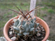 Thelocactus nidulans SS 219d