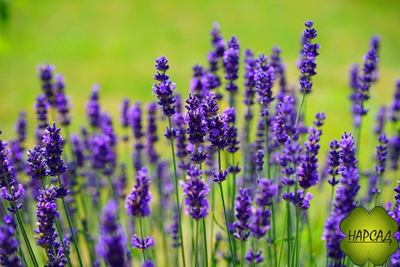 ЛАВАНДА РАЗНЫХ СОРТОВ